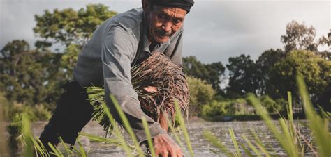 A Revolta dos Fazendeiros de 2013: Luta pela Reforma Agrária e Resistência à Globalização no Contexto Filipino